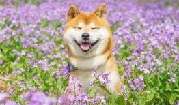 看萌狗最新爆料视频网站,揭秘热门视频网站背后的精彩瞬间