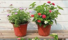 迪西雅最新爆料新闻视频,揭秘幕后真相，视频内容引发热议